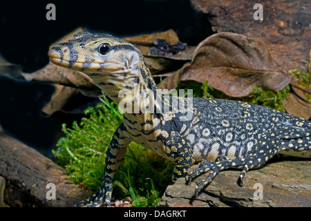 common Asiatic monitor, water monitor, common water monitor, Malayan monitor (Varanus salvator), portrait Stock Photo