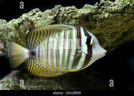 Desjardin's Sailfin Tang (Zebrasoma desjardinii), swimming Stock Photo