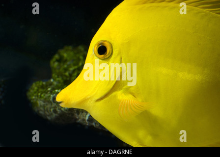 yellow tang (Zebrasoma flavescens), portrait Stock Photo