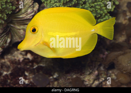 yellow tang (Zebrasoma flavescens), swimming Stock Photo