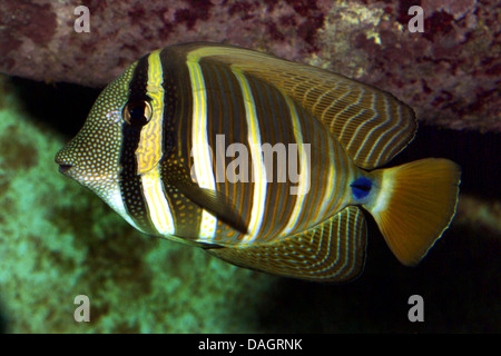 Pacific sailfin tang, sail-finned surgeonfish, sailfin tang (Zebrasoma veliferum), swimming Stock Photo