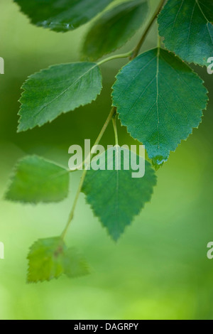 downy birch (Betula pubescens), twig with birch leaves, Germany Stock Photo