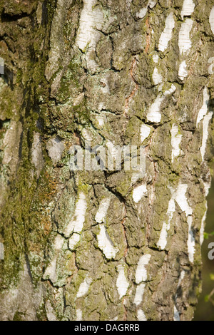 downy birch (Betula pubescens), bark, Germany Stock Photo