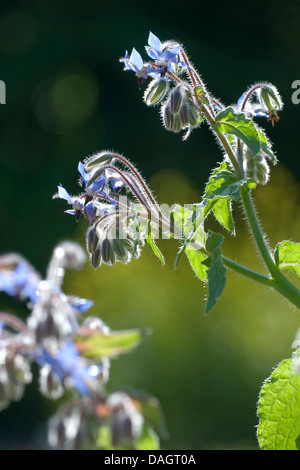 common borage (Borago officinalis), flowering in backlight Stock Photo