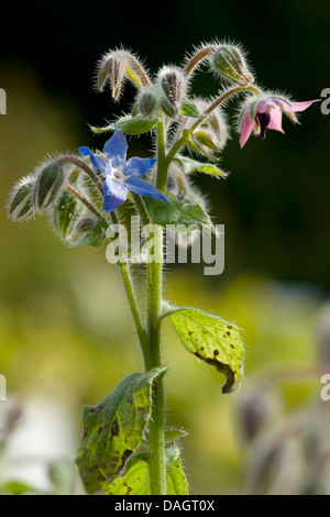 common borage (Borago officinalis), flower and flower buds Stock Photo