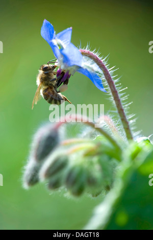 common borage (Borago officinalis), bee visiting flower Stock Photo