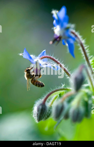 common borage (Borago officinalis), bee visiting flower Stock Photo