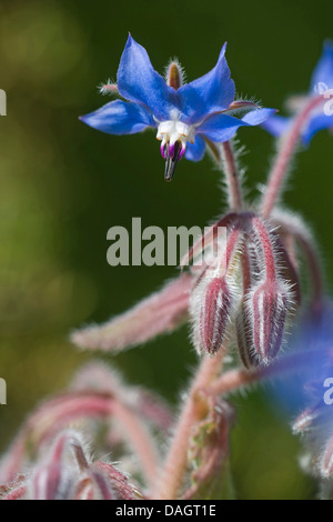 common borage (Borago officinalis), flower and flower buds Stock Photo