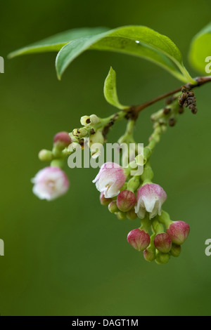 Common snowberry, waxberry (Symphoricarpos albus, Symphoricarpos rivularis), twig with blossom Stock Photo