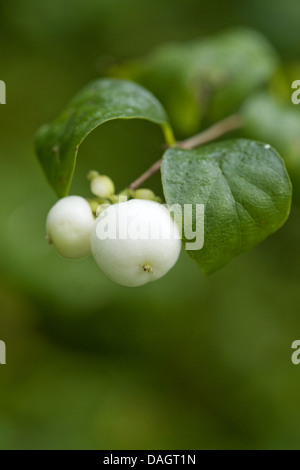 Common snowberry, waxberry (Symphoricarpos albus, Symphoricarpos rivularis), twig with leaves and fruits Stock Photo