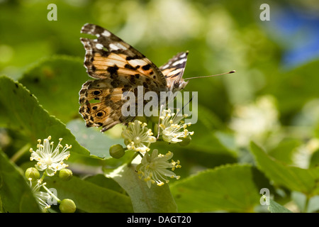 small-leaved lime, littleleaf linden, little-leaf linden (Tilia cordata), blooming twig with painted lady, Germany Stock Photo