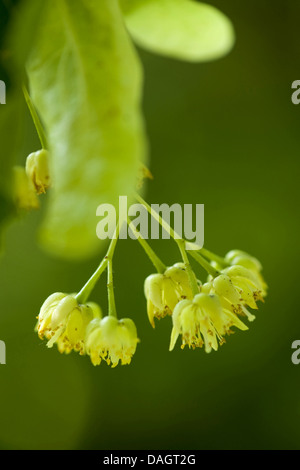 large-leaved lime, lime tree (Tilia platyphyllos), blossoms, Germany Stock Photo