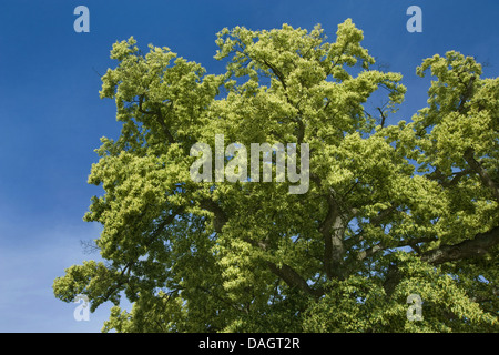 large-leaved lime, lime tree (Tilia platyphyllos), blooming, Germany Stock Photo