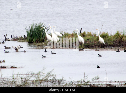 Group of Great White Egrets (Ardea Alba) in marshy wetlands Stock Photo