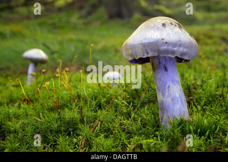 violet webcap (Cortinarius violaceus), in moss, Germany, North Rhine-Westphalia, Bergisches Land Stock Photo
