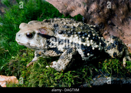 Asiatic toad (Bufo gargarizans), on moss Stock Photo