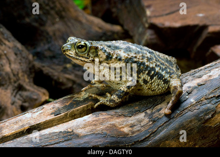 Granular Toad, Granular Sapo (Bufo granulosus), on a branch Stock Photo