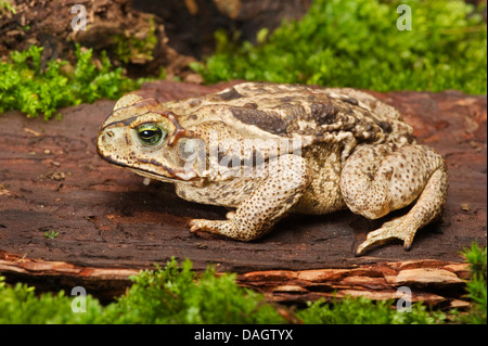 Cururu Toad, Rococo toad, Schneider's Toad (Bufo paracnemis, Bufo schneideri, Chaunus schneideri), on a stone Stock Photo