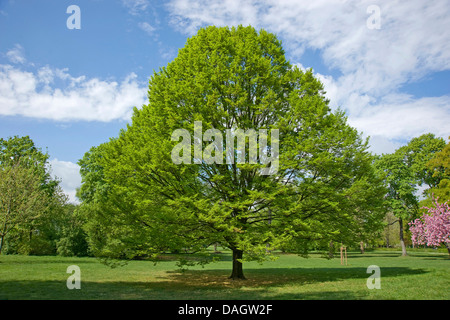 common hornbeam, European hornbeam (Carpinus betulus), standing in a meadow, Germany Stock Photo