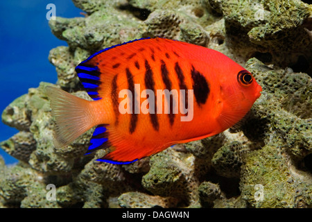 flame angelfish, flame angel fish, flame angel (Centropyge loricula), swimming Stock Photo