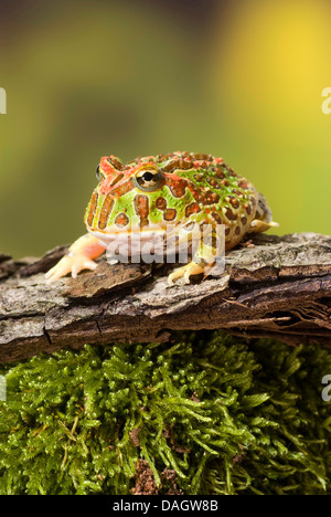 argentine horned frog, pacman frog, nightcrawler, night crawler, ornate horned frog, ornate horned toad, escuerzo (Ceratophrys ornata), on a branch Stock Photo