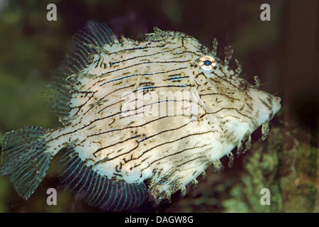 Prickly leatherjacket (Chaetodermis penicilligerus), swimming Stock Photo
