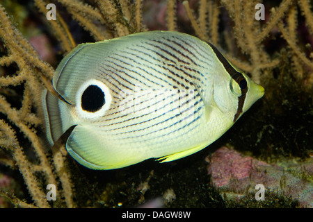 foureye butterflyfish (Chaetodon capistratus), swimming, Wilhelma Stock Photo