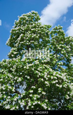 Indian bean tree (Catalpa bignonioides), blooming Stock Photo