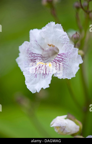 northern catalpa (Catalpa speciosa), flower Stock Photo