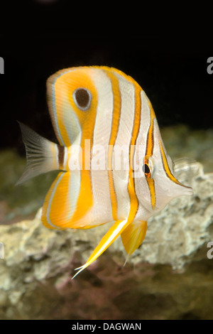 copper-banded butterflyfish, copperband butterflyfish, long-nosed butterflyfish, beaked coralfish (Chelmon rostratus), swimming Stock Photo