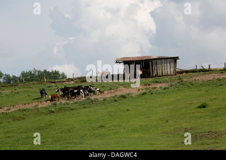 Cows and horses grazing in a field with shed