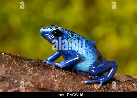 Blue dyeing poison-arrow frog, Blue poison frog (Dendrobates tinctorius azureus), blue morph Azureus sitting on a tree trunk Stock Photo