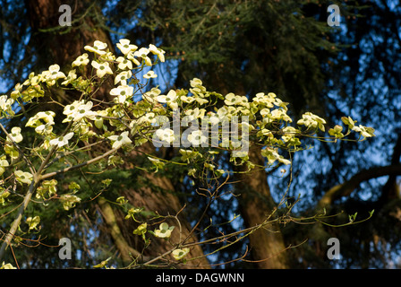 Western Flowering Dogwood, Mountain Dogwood, Pacific Dogwood (Cornus nuttallii), blooming Stock Photo