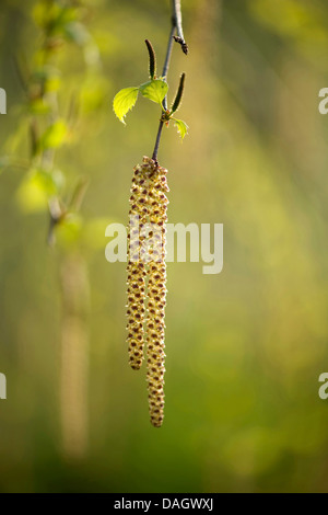 Common hazel (Corylus avellana), male catkins, Germany Stock Photo