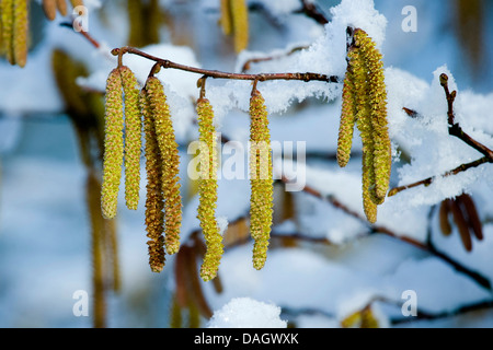 Common hazel (Corylus avellana), male catkins in the snow, Germany Stock Photo