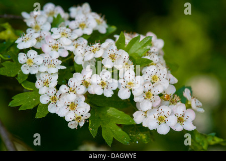 common hawthorn, singleseed hawthorn, English hawthorn (Crataegus monogyna), flowers, Germany Stock Photo
