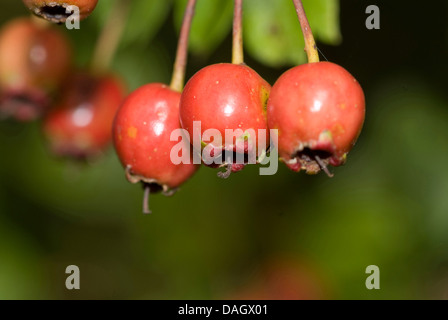 common hawthorn, singleseed hawthorn, English hawthorn (Crataegus monogyna), ripe fruits, Germany Stock Photo