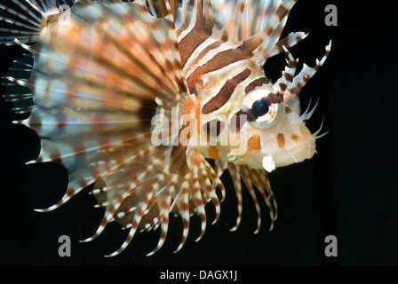 zebra lionfish (Dendrochirus zebra), swimming Stock Photo