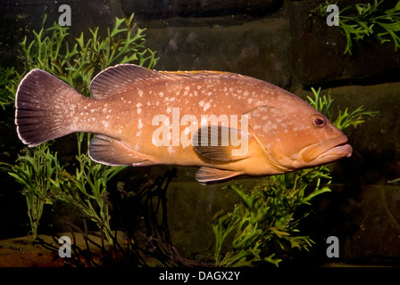 dusky grouper, dusky perch (Epinephelus marginatus), swimming among water plants Stock Photo