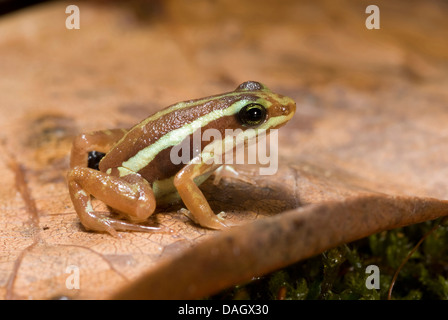 Phantasmal Poison Frog, Anthonys Poison-arrow Frog (Epipedobates anthonyi), sitting on a dead leaf Stock Photo