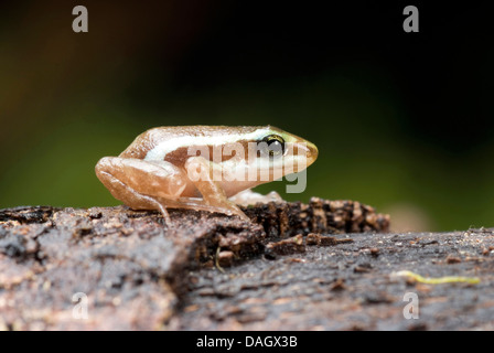 phantasmal poison frog (Epipedobates tricolor), on bark Stock Photo