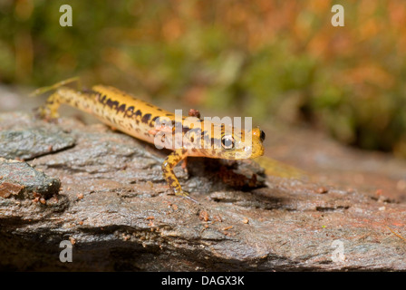 long-tailed salamander (Eurycea longicauda), sitting on wet rock Stock Photo