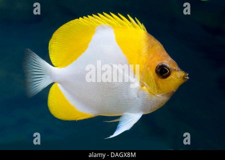 pyramid butterflyfish (Hemitaurichthys polylepis), swimming Stock Photo