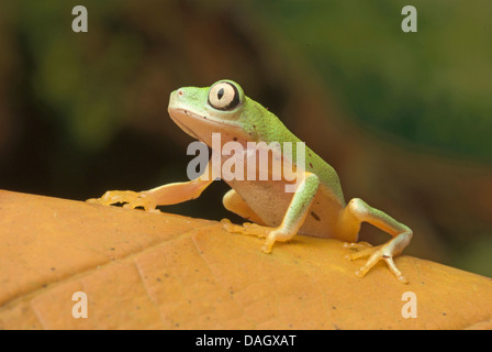 Lemur Leaf Frog (Hylomantis lemur), on brown leaf Stock Photo