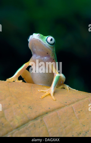 Lemur Leaf Frog (Hylomantis lemur), on brown leaf Stock Photo