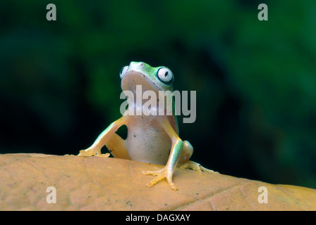 Lemur Leaf Frog (Hylomantis lemur), on browm leaf Stock Photo