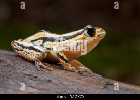 Marbled Reed Frog, Painted Reed Frog (Hyperolius marmoratus), on bark Stock Photo