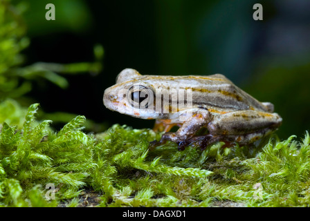 Marbled Reed Frog, Painted Reed Frog (Hyperolius marmoratus), on moss Stock Photo