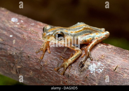 Marbled Reed Frog, Painted Reed Frog (Hyperolius marmoratus), on a branch Stock Photo