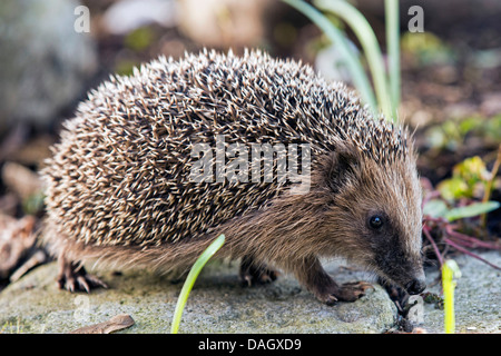 Western hedgehog, European hedgehog (Erinaceus europaeus), walking over stone ground, Germany, Bavaria Stock Photo